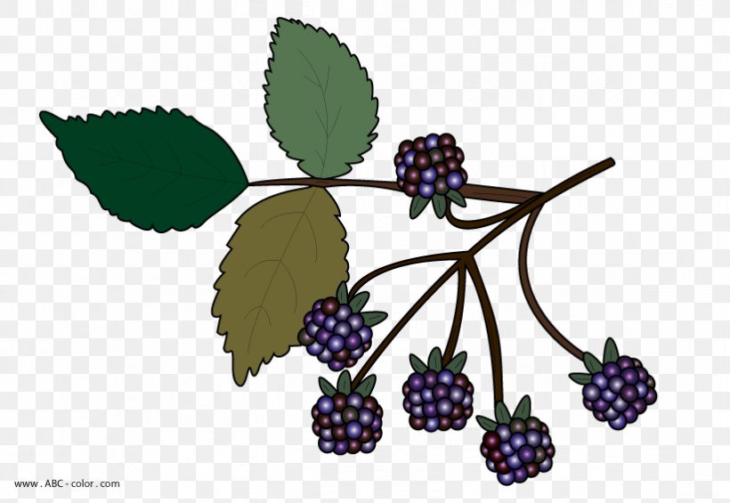 BlackBerry Clip Art, PNG, 822x567px, Blackberry, Amora, Berry, Blackberry Winter, Bramble Download Free