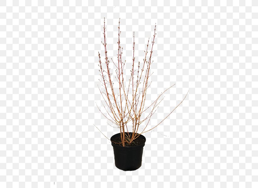 Flowerpot Houseplant, PNG, 600x600px, Flowerpot, Branch, Grass, Houseplant, Plant Download Free