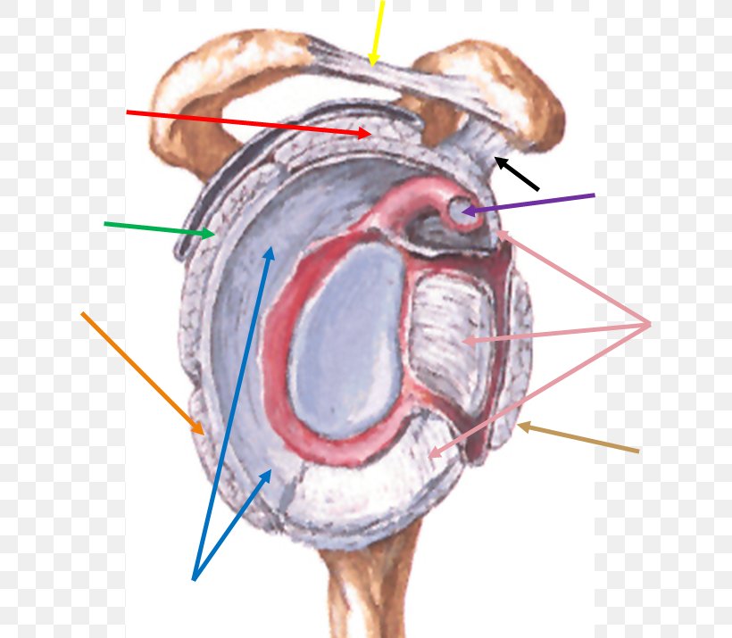 Shoulder Joint Glenoid Cavity Coracohumeral Ligament, PNG, 641x715px, Watercolor, Cartoon, Flower, Frame, Heart Download Free