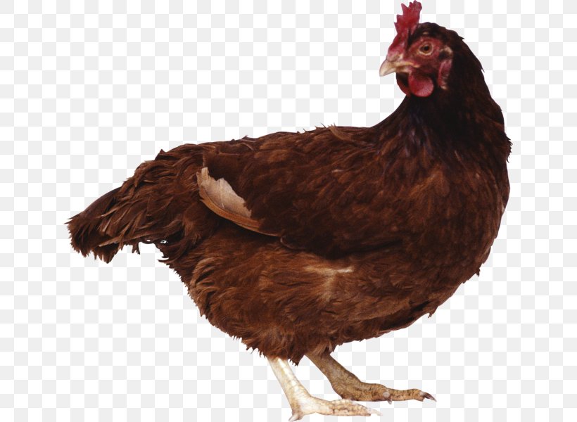 Chicken, PNG, 639x600px, Chicken, Beak, Bird, Chart, Chicken As Food Download Free