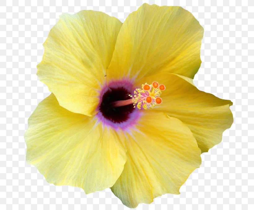 Flower Shoeblackplant Yellow Hibiscus Clip Art, PNG, 697x679px, Flower, Blue Rose, Chinese Hibiscus, Close Up, Flowering Plant Download Free