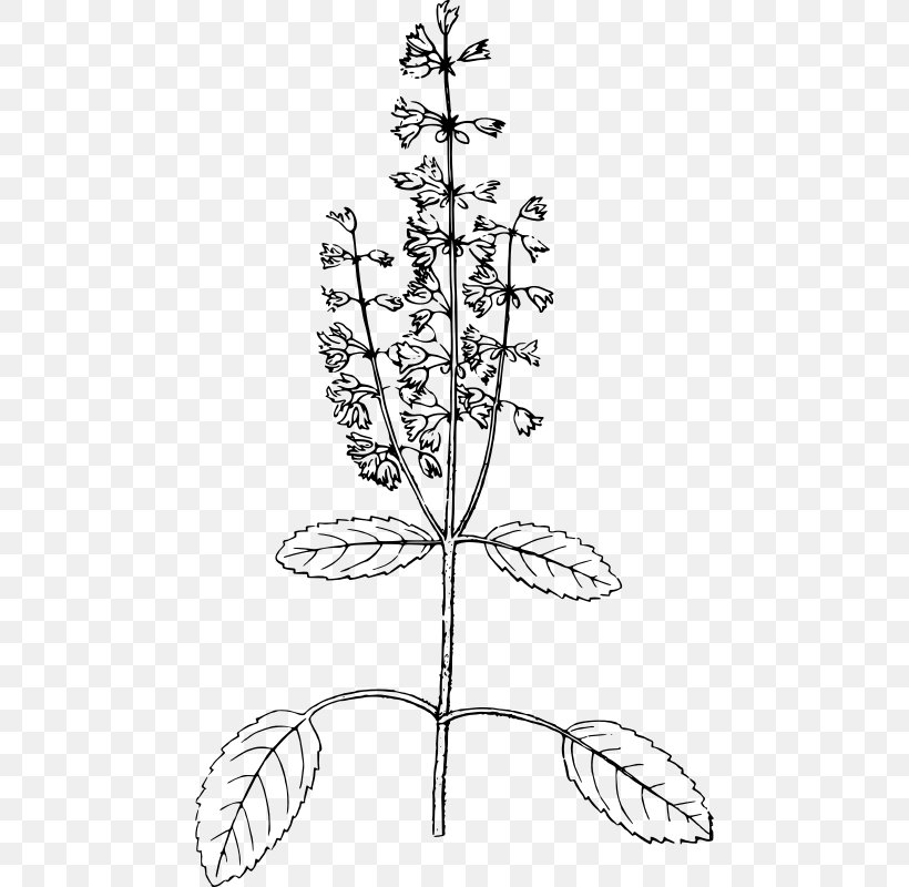 Holy Basil, PNG, 468x800px, Holy Basil, Area, Art, Basil, Black And White Download Free