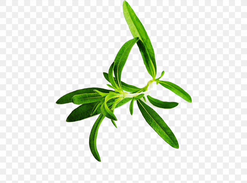 Leaf Plant Flower Tarragon Herbal, PNG, 2910x2161px, Leaf, Flower, Herb, Herbal, Plant Download Free