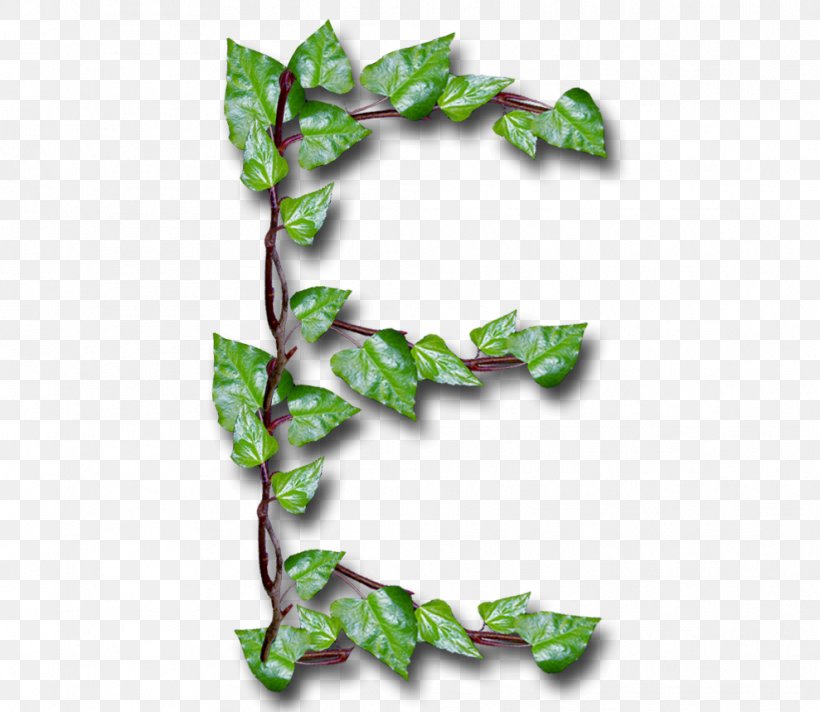 Letter Common Ivy YouTube Leaf Alphabet Inc., PNG, 989x859px, Letter, Alphabet, Alphabet Inc, Birch, Branch Download Free