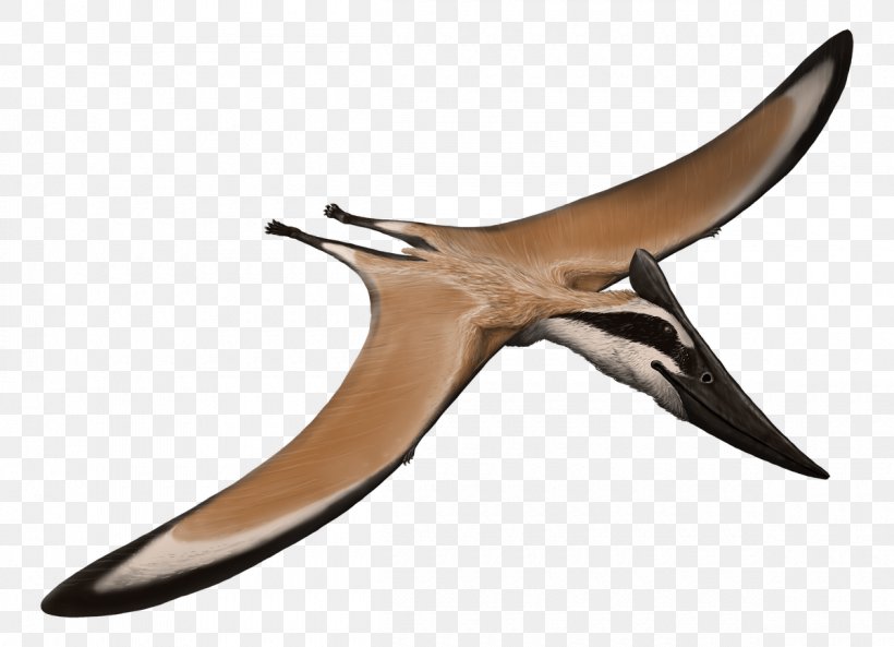 Pteranodon Pterodactyloidea Nyctosauridae Aerotitan Alamodactylus, PNG, 1200x869px, Pteranodon, Aerotitan, Azhdarchidae, Beak, Bird Download Free
