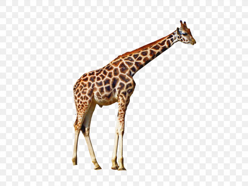 Animal Cartoon, PNG, 3072x2304px, Northern Giraffe, Animal, Animal Figure, Fawn, Giraffe Download Free