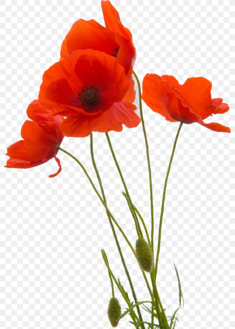 Common Poppy Flower Remembrance Poppy Petal, PNG, 795x1147px, Poppy, Botanical Illustration, Common Poppy, Coquelicot, Cut Flowers Download Free
