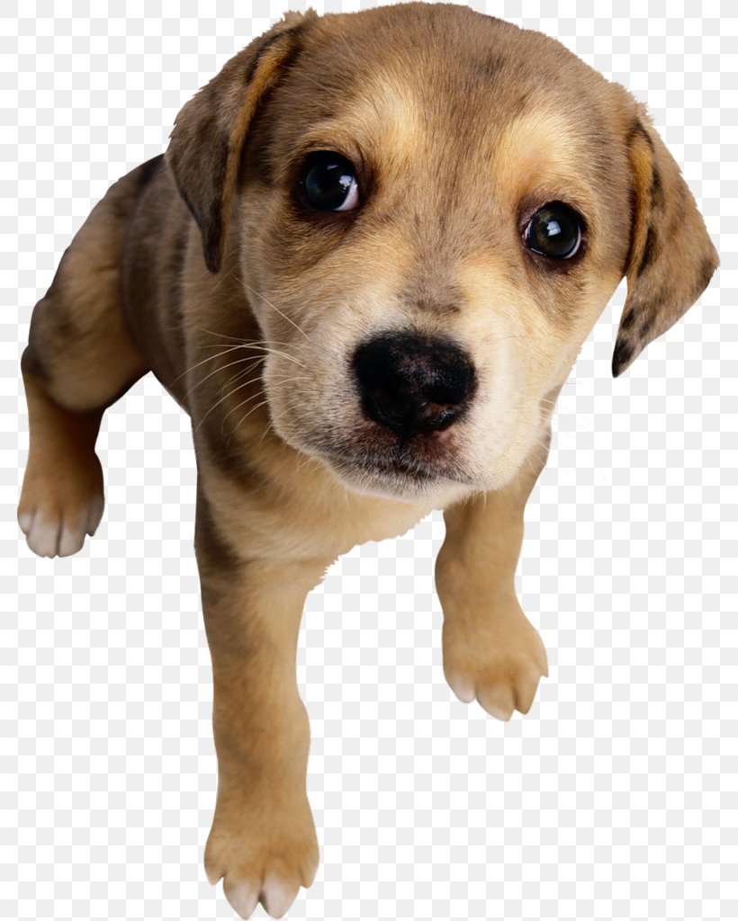 Dalmatian Dog Puppy Dog Toys Pet Dog Crate, PNG, 782x1024px, Dalmatian Dog, Bark, Beagle, Canidae, Carnivoran Download Free