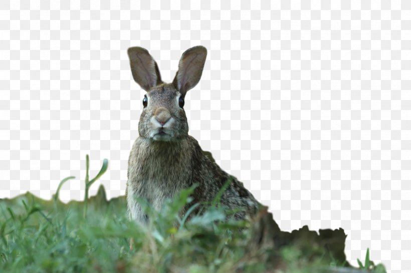 Domestic Rabbit Hare Kleintierpraxis New England Cottontail, PNG, 1350x900px, Domestic Rabbit, Adaptation, Animal, Animal Figure, Black Tailed Jackrabbit Download Free