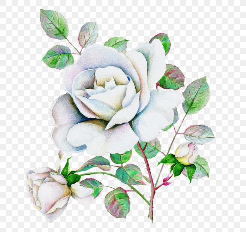 Garden Roses, PNG, 667x773px, Flower, Flowering Plant, Garden Roses, Petal, Plant Download Free