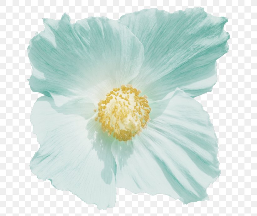 Mallows The Poppy Family Herbaceous Plant, PNG, 700x688px, Mallows, Family, Flower, Flowering Plant, Herbaceous Plant Download Free