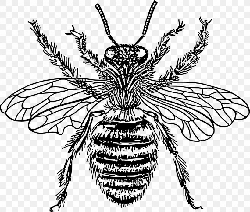 European Dark Bee Drawing Clip Art, PNG, 999x850px, Bee, Arthropod, Artwork, Black And White, Drawing Download Free