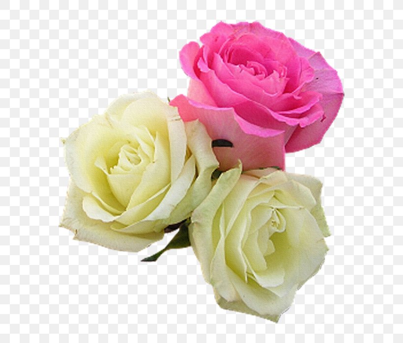 Flower Garden Roses, PNG, 582x699px, Flower, Artificial Flower, Beach Rose, Blog, Cut Flowers Download Free
