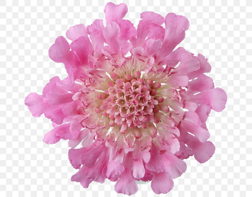 Pink Flowers Rose, PNG, 670x640px, Pink Flowers, Chrysanths, Cut Flowers, Dahlia, Flower Download Free