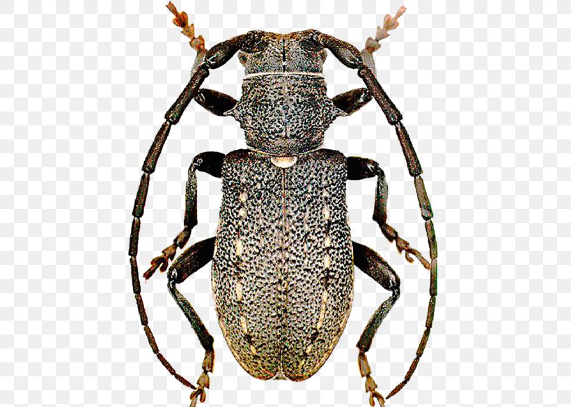 Weevil Longhorn Beetle Scarab Terrestrial Animal, PNG, 452x584px, Weevil, Animal, Arthropod, Beetle, Insect Download Free
