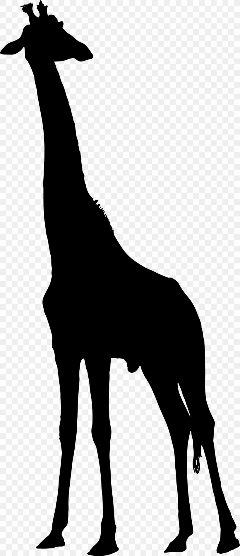 West African Giraffe Silhouette Clip Art, PNG, 1010x2342px, West African Giraffe, Art, Black And White, Fauna, Giraffe Download Free
