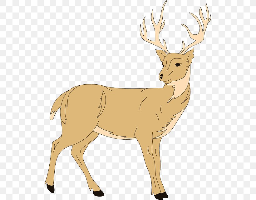 White-tailed Deer Whitetail Images: Up Close And Personal Clip Art, PNG, 533x640px, Deer, Animal Figure, Antler, Art, Drawing Download Free