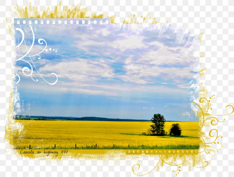 Canola Desktop Wallpaper Photography Picture Frames Energy, PNG, 1600x1209px, Canola, Brassica, Cloud, Computer, Daytime Download Free