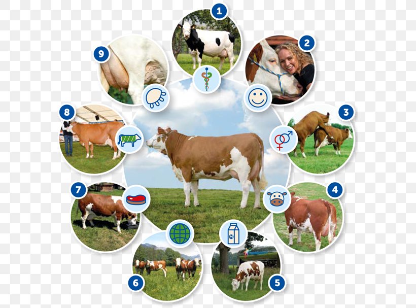 Dairy Cattle Fleckvieh Calf FC Bayern Munich Celgetal, PNG, 600x607px, Dairy Cattle, Calf, Cattle, Cattle Like Mammal, Cow Goat Family Download Free