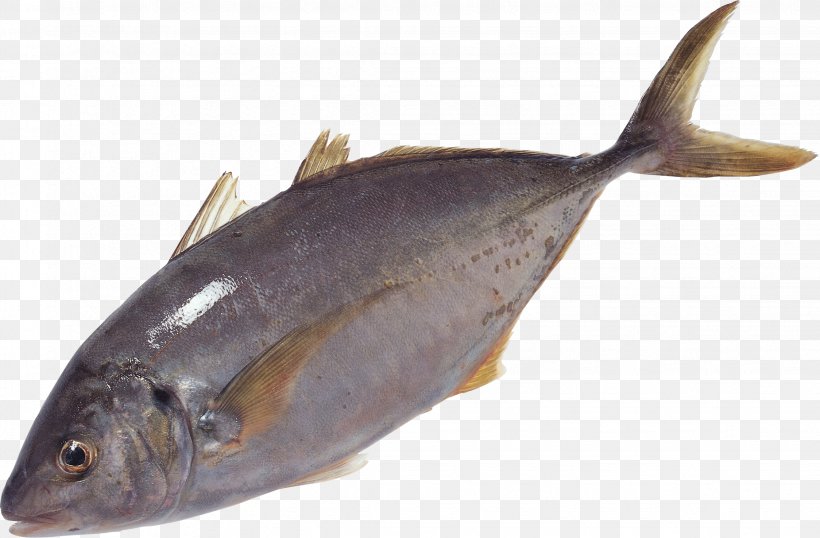Milkfish Salmon Oily Fish Sole Fish Products, PNG, 2248x1475px, Goldfish, Animal, Animal Source Foods, Bonito, Bony Fish Download Free