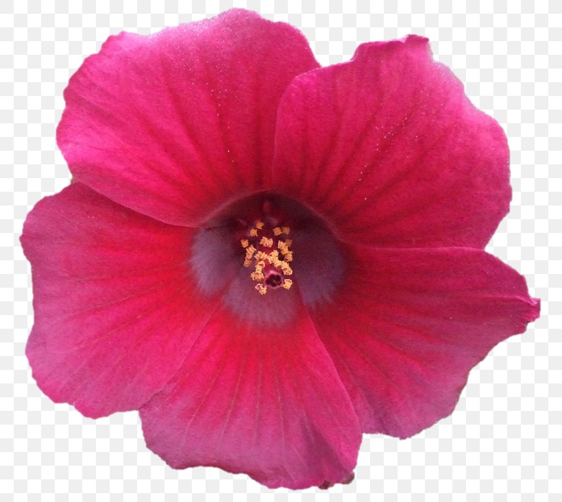Shoeblackplant Pink M Annual Plant Herbaceous Plant, PNG, 800x733px, Shoeblackplant, Annual Plant, Chinese Hibiscus, Flower, Flowering Plant Download Free