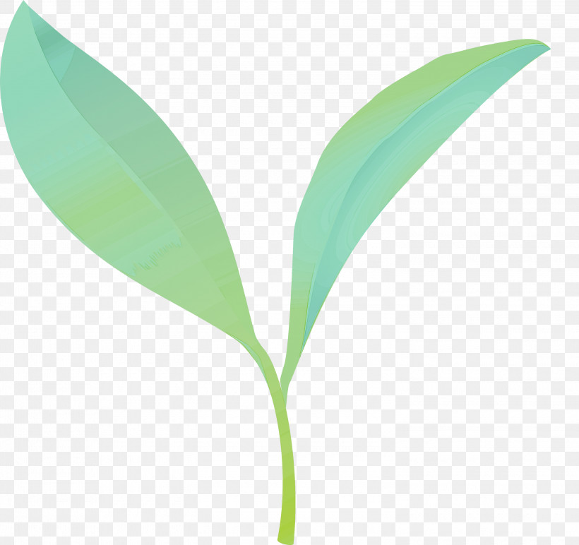 Tea Leaves Leaf Spring, PNG, 3000x2825px, Tea Leaves, Eucalyptus, Flower, Grass, Leaf Download Free