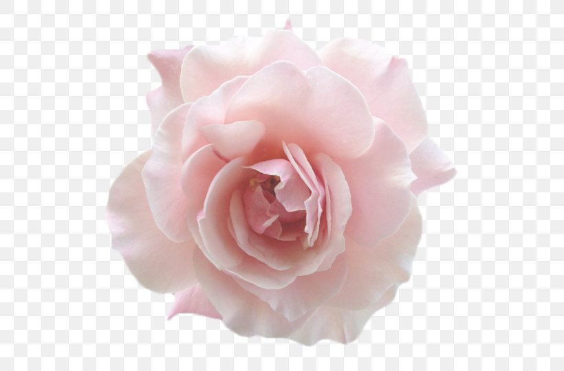 Garden Roses Floribunda Jackson & Perkins Pink Centifolia Roses, PNG, 540x540px, Garden Roses, Artificial Flower, Centifolia Roses, Child, Cut Flowers Download Free