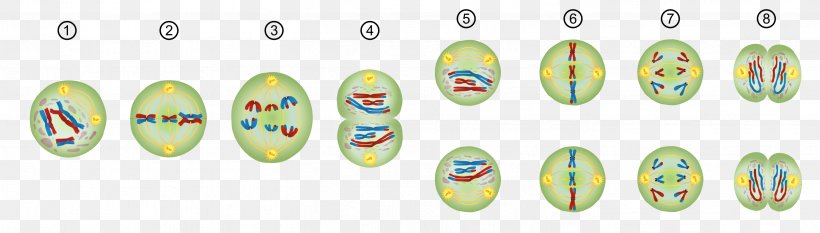 Meiosis Mitosis Prophase Chromosome Cell Division, PNG, 2809x800px, Meiosis, Anaphase, Biology, Body Jewelry, Cell Download Free