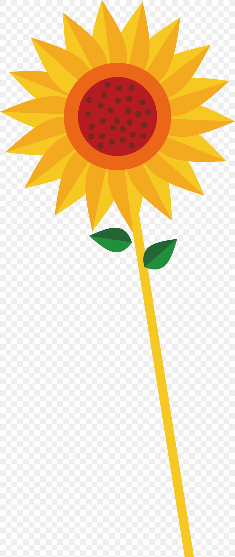 Common Sunflower Euclidean Vector Clip Art, PNG, 1554x3684px, Common Sunflower, Cut Flowers, Daisy Family, Floral Design, Flower Download Free