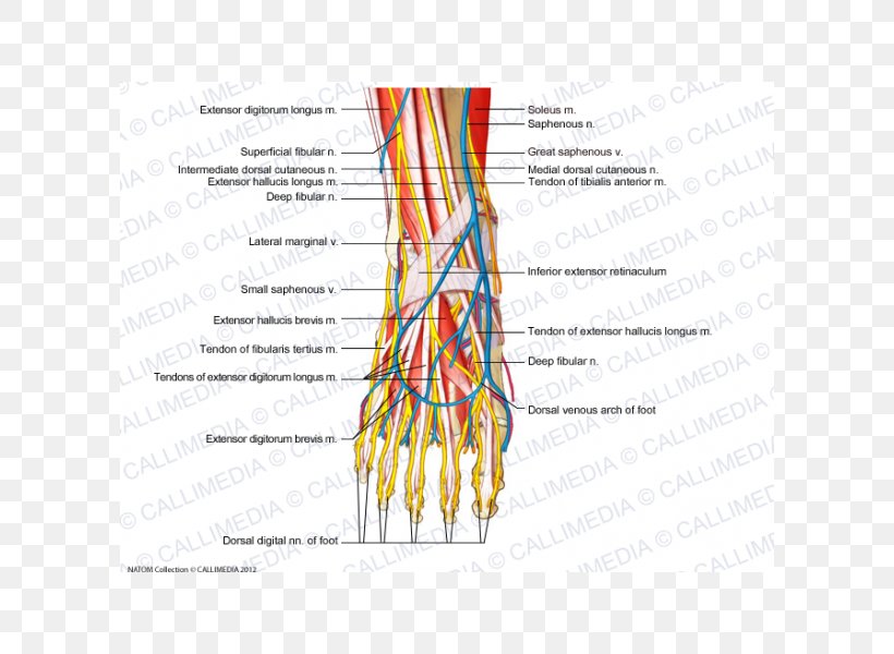 Foot Intermediate Dorsal Cutaneous Nerve Human Anatomy, PNG, 600x600px, Watercolor, Cartoon, Flower, Frame, Heart Download Free