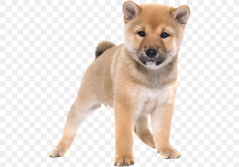 Shiba Inu Akita Finnish Spitz Korean Jindo Hokkaido Dog, PNG, 488x575px, Shiba Inu, Akita, Akita Inu, Ancient Dog Breeds, Canaan Dog Download Free