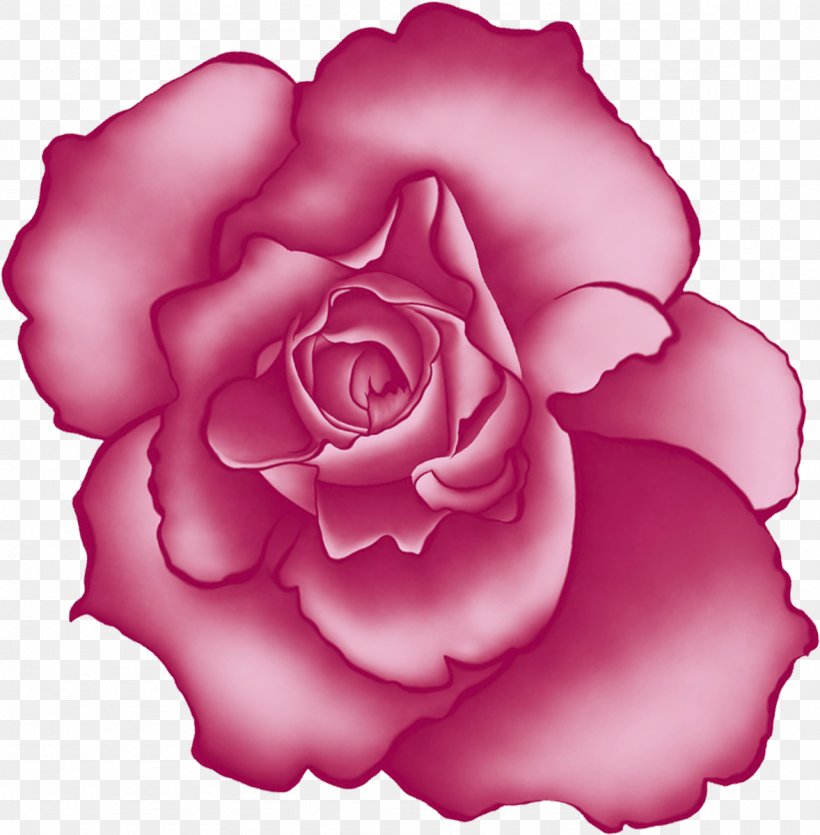 Beach Rose Centifolia Roses Flower Garden Roses, PNG, 1178x1200px, Beach Rose, Carnation, Centifolia Roses, Cut Flowers, Floribunda Download Free