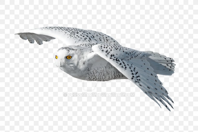 Bird Of Prey Snowy Owl Beak, PNG, 1024x683px, Bird, Animal, Beak, Bird Of Prey, Deviantart Download Free