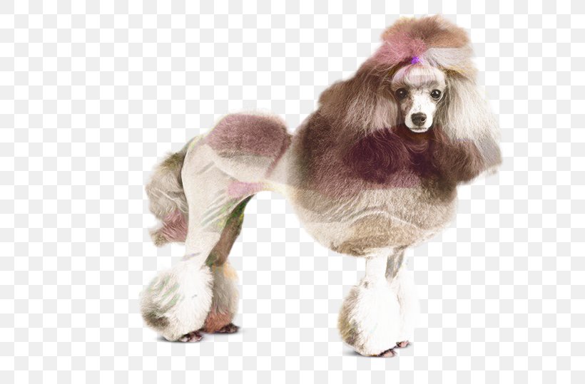 Cartoon Dog, PNG, 699x539px, Standard Poodle, Breed, Clothing, Companion Dog, Dog Download Free