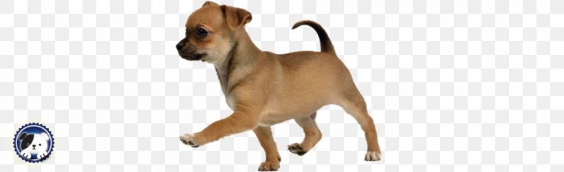 Dog Breed Puppy Chihuahua Dogo Argentino Pet Sitting, PNG, 960x295px, Dog Breed, Animal Figure, Boston Terrier, Carnivoran, Chihuahua Download Free