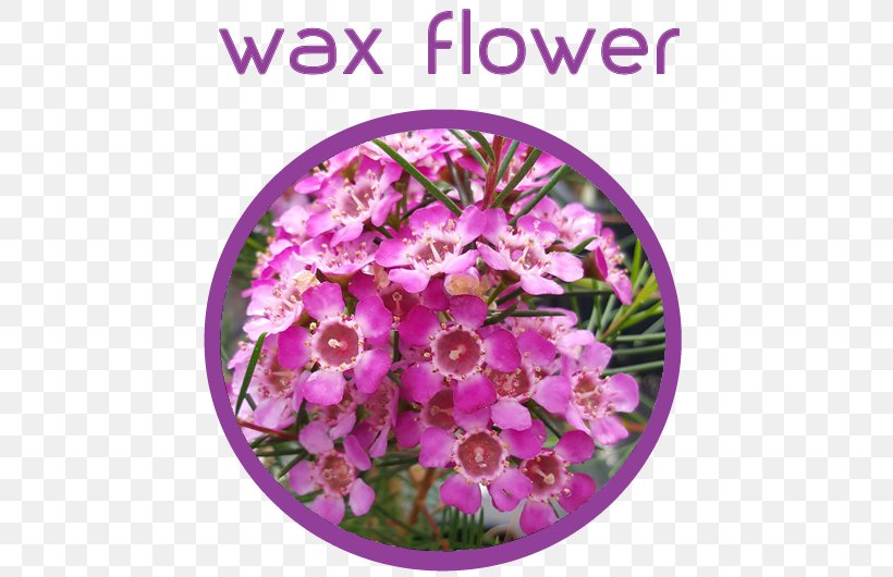 Floral Design Cut Flowers Petal, PNG, 500x530px, Floral Design, Cut Flowers, Family, Family Film, Flower Download Free