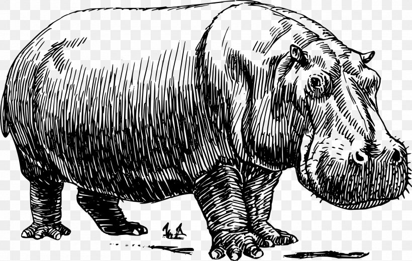 Hippopotamus Drawing Pig Line Art, PNG, 1920x1220px, Hippopotamus, Art, Bear, Black And White, Carnivoran Download Free