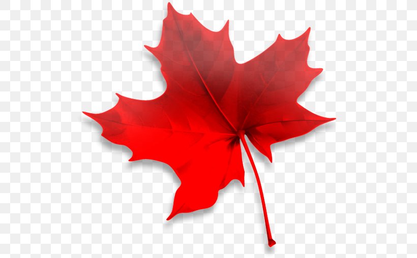 Immigration, Refugees And Citizenship Canada Maple Leaf Future Link Consultants Travel Visa, PNG, 525x508px, Immigration, Canada, Citizenship, Consultant, Flower Download Free