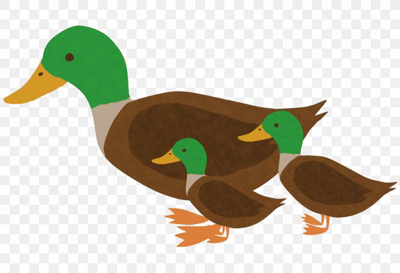 Mallard Duck Politician Prime Minister Of Japan, PNG, 1000x684px, Mallard, Beak, Bird, Duck, Ducks Geese And Swans Download Free