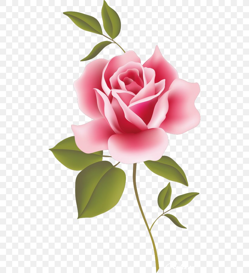 Rose Pink Clip Art, PNG, 500x900px, Rose, Art, Camellia, China Rose, Cut Flowers Download Free