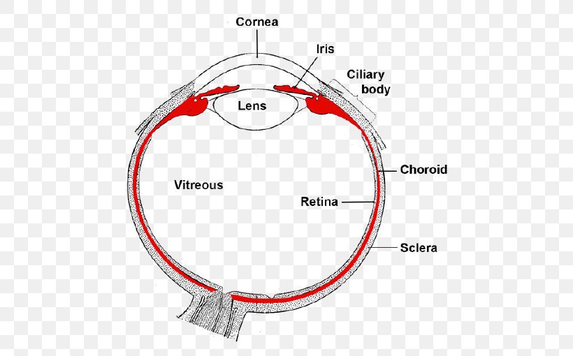 Uvea Iris Human Eye Ciliary Body, PNG, 493x510px, Watercolor, Cartoon, Flower, Frame, Heart Download Free