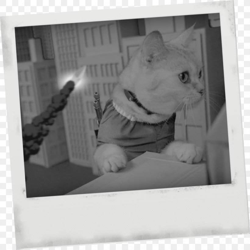 Whiskers Dog Cat White Picture Frames, PNG, 950x950px, Whiskers, Black, Black And White, Carnivoran, Cat Download Free