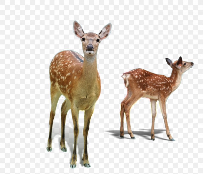 Deer Wildlife Fawn Roe Deer Adaptation, PNG, 2289x1969px, Deer, Adaptation, Animal Figure, Fawn, Musk Deer Download Free