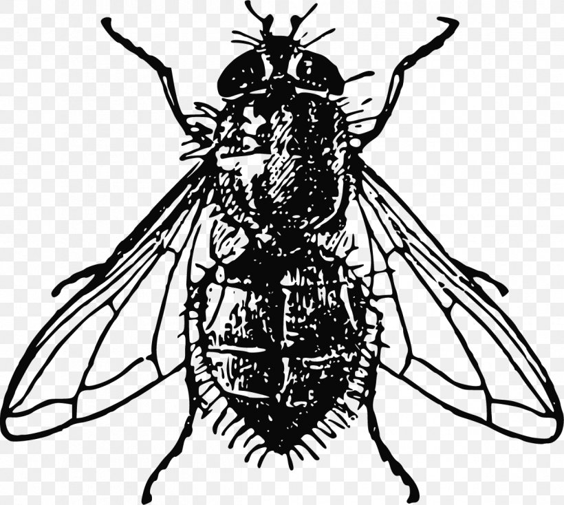 Insect Housefly Clip Art, PNG, 1195x1070px, Insect, Arthropod, Arthropod Mouthparts, Artwork, Black And White Download Free