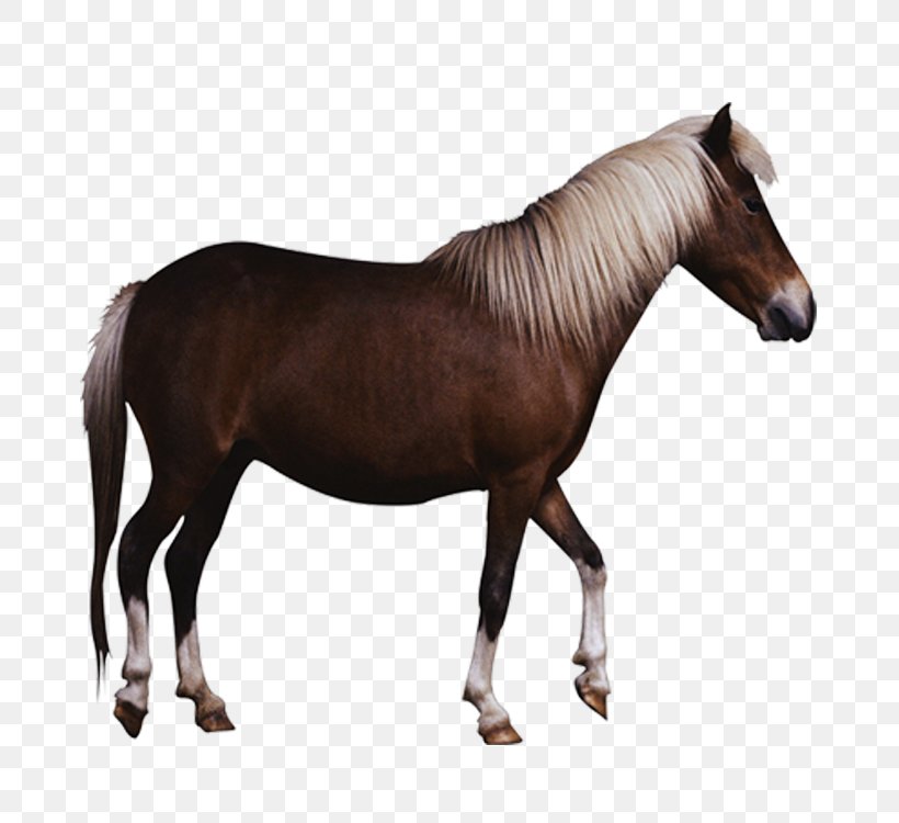 Pony Georgian Grande Horse Friesian Horse Wild Horse Clip Art, PNG, 750x750px, Pony, Animal, Bridle, Bronco, Colt Download Free