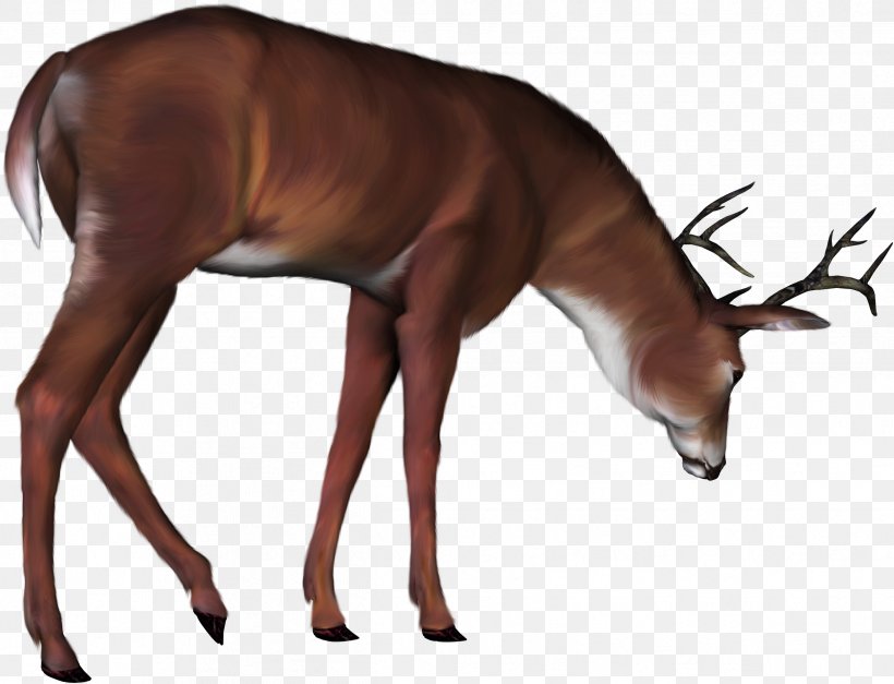 Red Deer Sweden, PNG, 2426x1857px, Deer, Antelope, Antler, Artistic Inspiration, Christmas Download Free