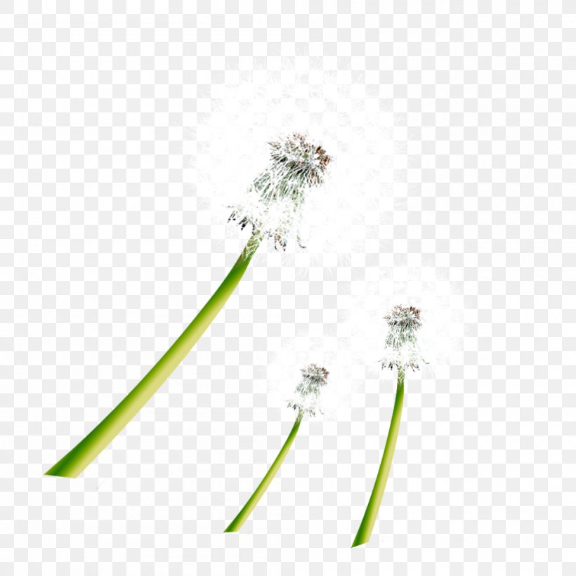 Taraxacum Coreanum Dandelion Pattern, PNG, 1000x1000px, Taraxacum Coreanum, Dandelion, Flora, Flower, Grass Download Free
