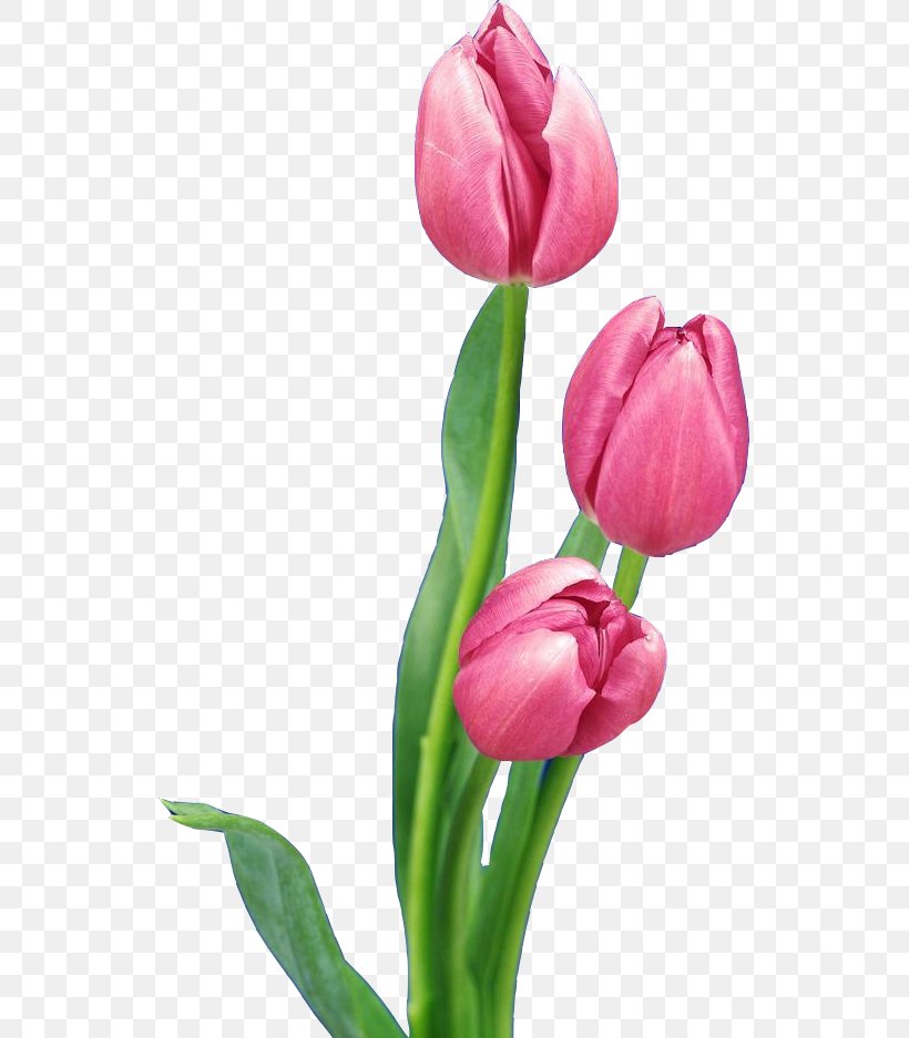 Tulip Nosegay Flower Bouquet, PNG, 533x937px, Tulip, Color, Cut Flowers, Floral Design, Floristry Download Free
