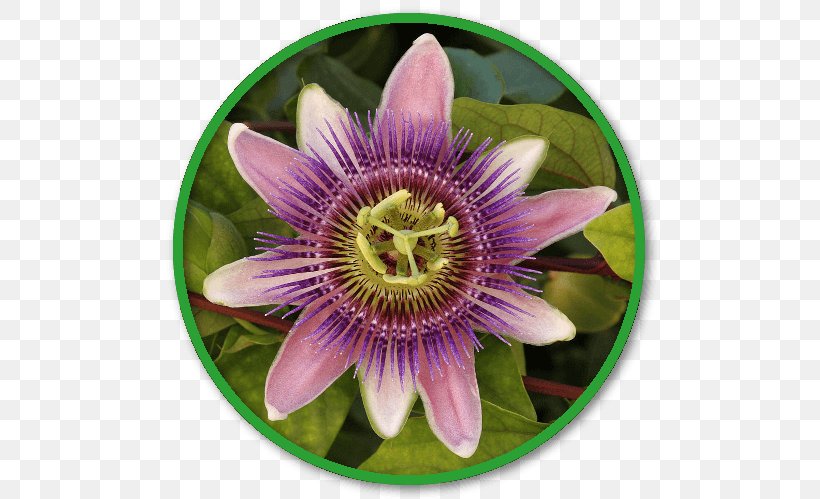 Channel Catfish State Commercial Fish Plants Bluecrown Passionflower Purple Passionflower, PNG, 508x499px, Channel Catfish, Bluecrown Passionflower, Flower, Flowering Plant, Garden Download Free