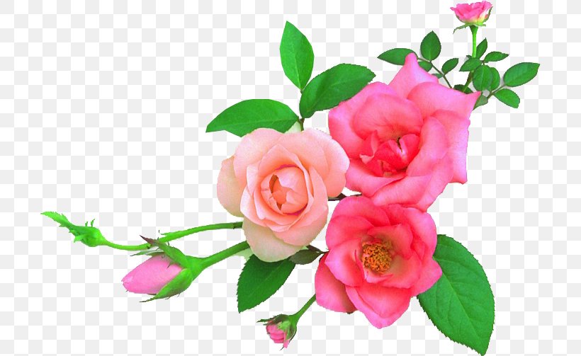 Garden Roses Flower Art Floral Design, PNG, 707x503px, Garden Roses, Art, Ceramic, Cut Flowers, Decorative Arts Download Free